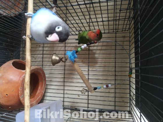 ২ টা লাভবার্ড